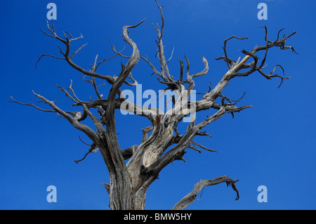 toter Baum stehen am Rand der South Rim des Grand Canyon Arizona Stockfoto