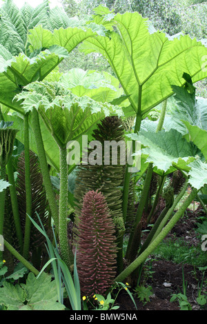 Riesen Rhabarber Gunnera Manicata Blätter und Blütenstand genommen am Ness Botanical Gardens, Wirral, UK Stockfoto