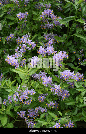 Chilenische Kartoffel Baum Solanum Crispum besessenen Ness Botanical Gardens, Wirral, UK Stockfoto