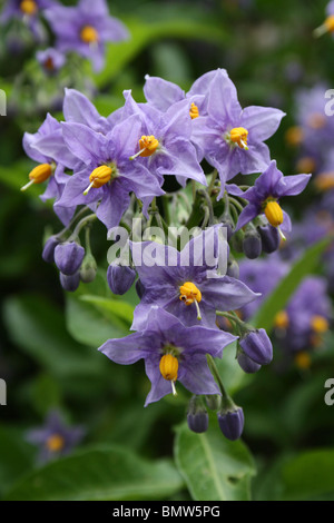 Chilenische Kartoffel Baum Solanum Crispum besessenen Ness Botanical Gardens, Wirral, UK Stockfoto