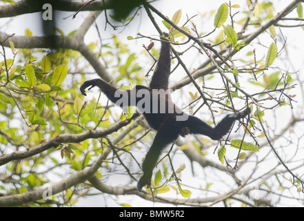 Westlichen Hoolock Gibbons (Hoolock Hoolock) Gibbon Wildlife Sanctuary, Assam, Indien - WILD Stockfoto