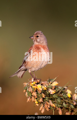 Hänfling, Zuchtjahr Cannabina, einzelnes Männchen gehockt Stechginster, Staffordshire, Juni 2010 Stockfoto