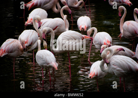 Größere Flamingos waten an der Hong Kong zoologische und botanische Gärten und Park im Stadtteil Kowloon zu sehen. Stockfoto