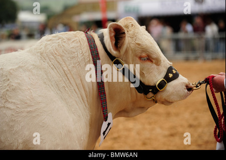 Charolais Bullen in einem Rinder in Großbritannien anzeigen Stockfoto