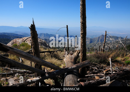 Neues Wachstum in der Nähe von Bäumen erfolgt durch das Aspen Feuer des Jahres 2003 auf Mount Lemmon in den Santa Catalina Mountains, Arizona, USA. Stockfoto