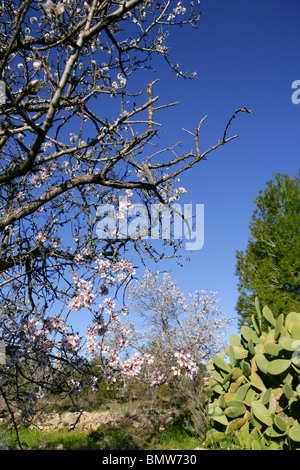 Mandel in Blume Baum und Nopal Kaktus im Mittelmeer Stockfoto