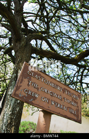 Melden Sie durch Dornenbaum in Glastonbury Abbey Somerset UK Stockfoto