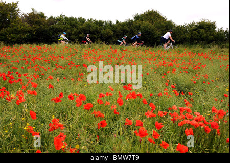 Radfahrer vorbeifahren ein Mohnfeld nördlich von Brighton East Sussex UK Stockfoto