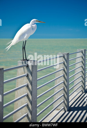 Weißer Reiher, thront auf Geländer, Fort De Soto Park, Florida Stockfoto