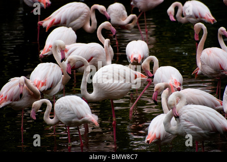 Größere Flamingos waten an der Hong Kong zoologische und botanische Gärten und Park im Stadtteil Kowloon zu sehen. Stockfoto