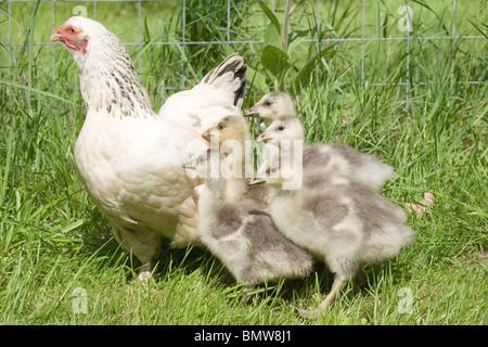 'Silkie' X cross Light Sussex, Inland, broody Henne als Pflegemutter unter der Leitung von Bar Goose (Anser Indicus), Gänsel. Stockfoto