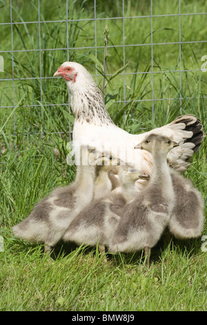 'Silkie' X cross Light Sussex, Inland, broody Henne als Pflegemutter unter der Leitung von Bar Goose (Anser Indicus), Gänsel. Stockfoto