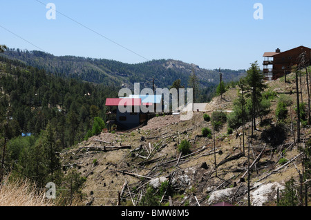 Bäume erfolgt durch das Aspen Feuer 2003 Wurf Summerhaven auf Mount Lemmon in den Santa Catalina Mountains, Arizona, USA. Stockfoto