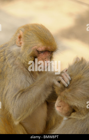 wilde Affen pflegen einander, Pashupatinath Tempel, Heiligen Bagmati-Fluss, Kathmandu, nepal Stockfoto