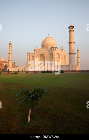 Bei Sonnenaufgang erhebt sich ein einsamer Baum aus dem Rasen auf einer leeren Taj Mahal. Stockfoto