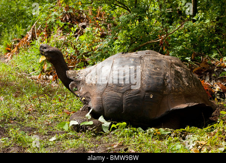 Eine Riesenschildkröte im Hochland von Santa Cruz auf den Galápagos-Inseln Stockfoto