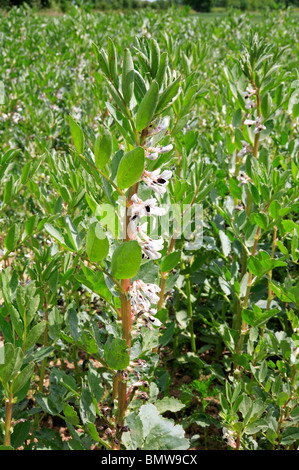 Detail aus einem einzigen Saubohne Stamm in Blüte angebaut als eine Ernte in Norfolk, England, Vereinigtes Königreich. Stockfoto