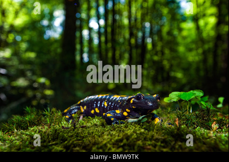 Firesalamander Feuersalamander in Natur Salamandra Salamandra alpine wahren CLOSEUP CLOSE UP in Moos Wald Ambiente MAKRO Makro Stockfoto