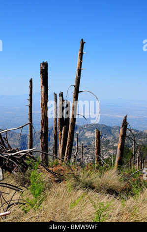 Neues Wachstum in der Nähe von Bäumen erfolgt durch das Aspen Feuer des Jahres 2003 auf Mount Lemmon in den Santa Catalina Mountains, Arizona, USA. Stockfoto