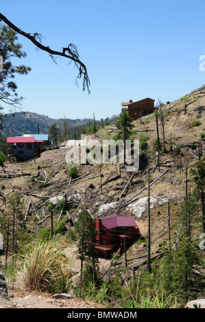 Bäume erfolgt durch das Aspen Feuer 2003 Wurf Summerhaven auf Mount Lemmon in den Santa Catalina Mountains, Arizona, USA. Stockfoto