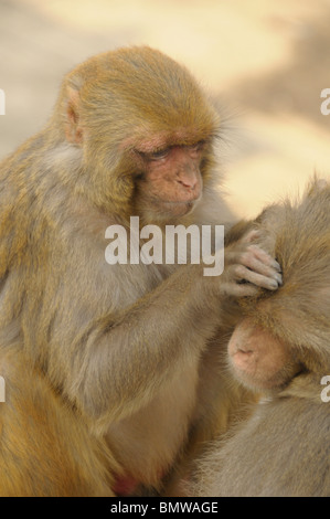 wilde Affen pflegen einander, Pashupatinath Tempel, Heiligen Bagmati-Fluss, Kathmandu, nepal Stockfoto