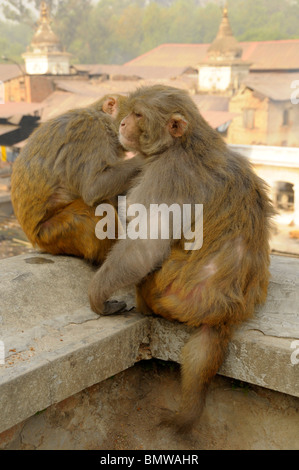 wilde Affen pflegen einander, Pashupatinath Tempel, Heiligen Bagmati-Fluss, Kathmandu, nepal Stockfoto