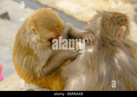 wilde Affen pflegen einander, Pashupatinath Tempel, Heiligen Bagmati-Fluss, Kathmandu, nepal Stockfoto