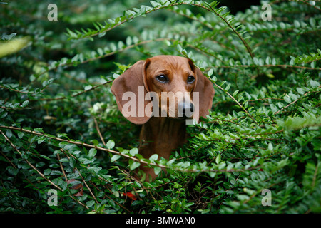 Kurzhaar-Dackel Kurzhaar-Dackel, Haushund (Canis Lupus F. Familiaris), individuelle peering von einem Busch, rot Stockfoto