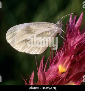 Holz-White (Leptidea Sinapis, Leptidea Reali), Schmetterling auf einen Blütenstand. Stockfoto