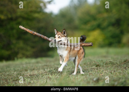 Norwegischer Lundehund (Canis Lupus F. Familiaris), zu Fuß auf einer Wiese mit einem Stock im Maul, Deutschland Stockfoto