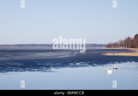 Finnischer See im Frühjahr, wenn die Eiskappe fast geschmolzen ist. Zwei wandernde Singschwäne ( cygnus cygnus ) ist in Finnland angekommen Stockfoto