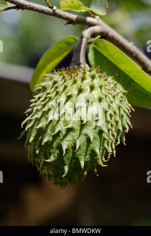 Soursop Früchte Stockfoto