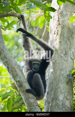 Westlichen Hoolock Gibbons (Hoolock Hoolock) Gibbon Wildlife Sanctuary, Assam, Indien - WILD - weiblich Stockfoto