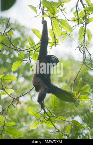 Westlichen Hoolock Gibbons (Hoolock Hoolock) Gibbon Wildlife Sanctuary, Assam, Indien - WILD - männlich Stockfoto