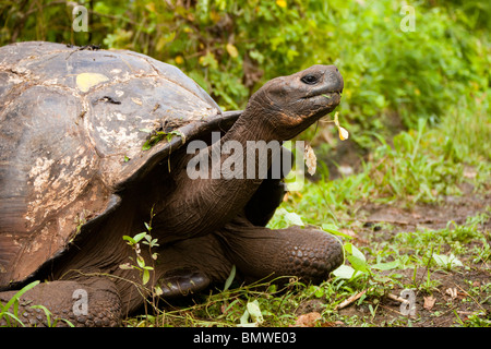 Eine Riesenschildkröte im Hochland von Santa Cruz auf den Galápagos-Inseln Stockfoto