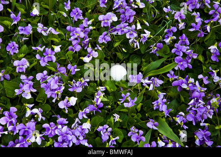 Humorvoll Nahaufnahme von einem Golf Ball ausserhalb der Grenzen oder im rauhen unter gemeinsamen Blau wilde Veilchen, Viola sororia, in New Jersey, USA, US, Nordamerika Stockfoto