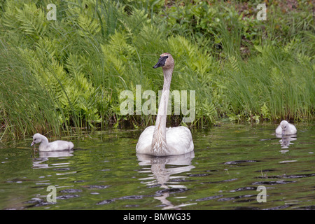 Trompeter Schwan mit zwei Küken Stockfoto