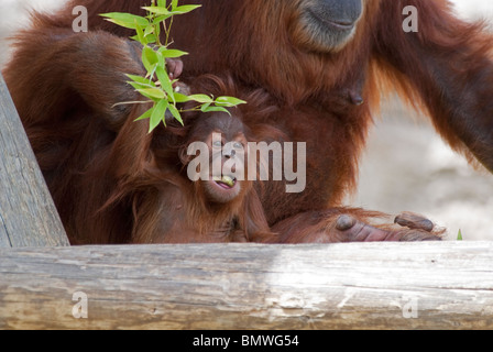 Sumatra Orang-Utan Pongo Abelii Rio Grande Zoo Albuquerque New Mexico USA Stockfoto