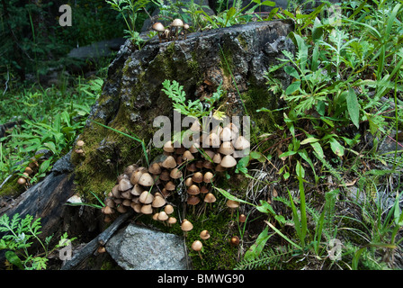 Glimmer Cap Pilze Coprinus Micaceus Rio Grande National Forest Colorado USA Stockfoto