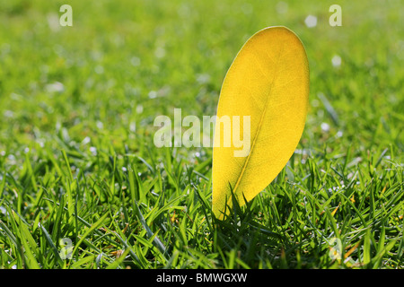 gelbe Herbst Herbst Blatt auf Garten Rasen Rasen saisonale Farben Stockfoto