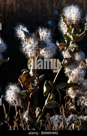 Auffällige Seidenpflanze Asclepias Speciosa Werk gegangen, um Monte Vista National Wildlife Refuge Colorado USA Samen Stockfoto