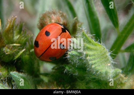 Multicolored Asian Lady Beetle Harmonia Axyridis Rio Grande County Colorado USA Stockfoto