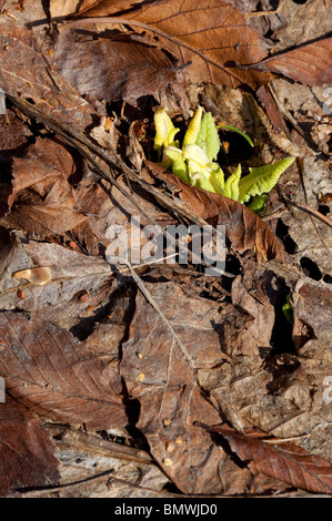 Frische neue grüne Blätter steigt durch Schicht des alten abgestorbenen Blätter im zeitigen Frühjahr Stockfoto