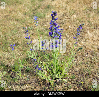 Echium Plantagineum lila Viper Bugloss Suffolk Sandlings England Stockfoto