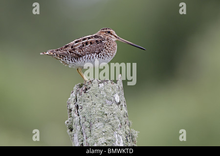 Wilsons oder Bekassine auf Flechten bedeckt Zaunpfosten Stockfoto