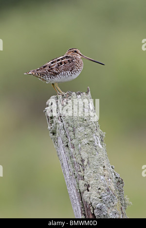 Wilsons oder Bekassine auf Flechten bedeckt Zaunpfosten Stockfoto