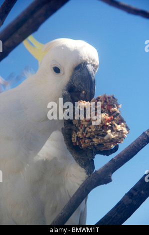 Schwefel-crested Cockatoo Fütterung auf einen Block der Samen in New South Wales Australien Baum Stockfoto