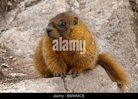 Bauche Marmot Marmota Flaviventris Hinsdale County Colorado USA Stockfoto