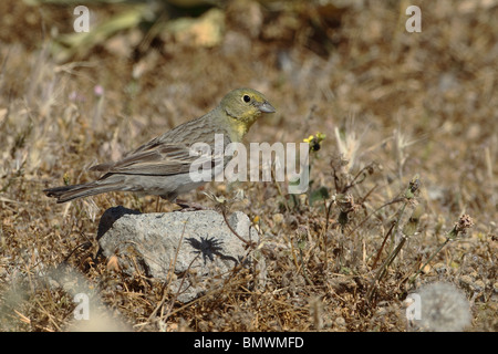 Cinereous Bunting (Emberiza Cineracea) Stockfoto