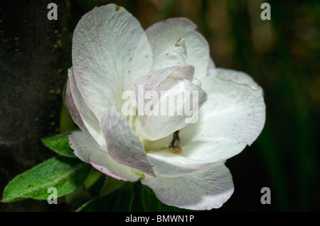 Einzelne Blüte auf Bramley Apfelbaum Stockfoto